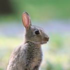 Kaninchen - Jungtier