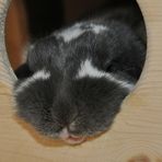 Kaninchen - Kinn - Relaxing !