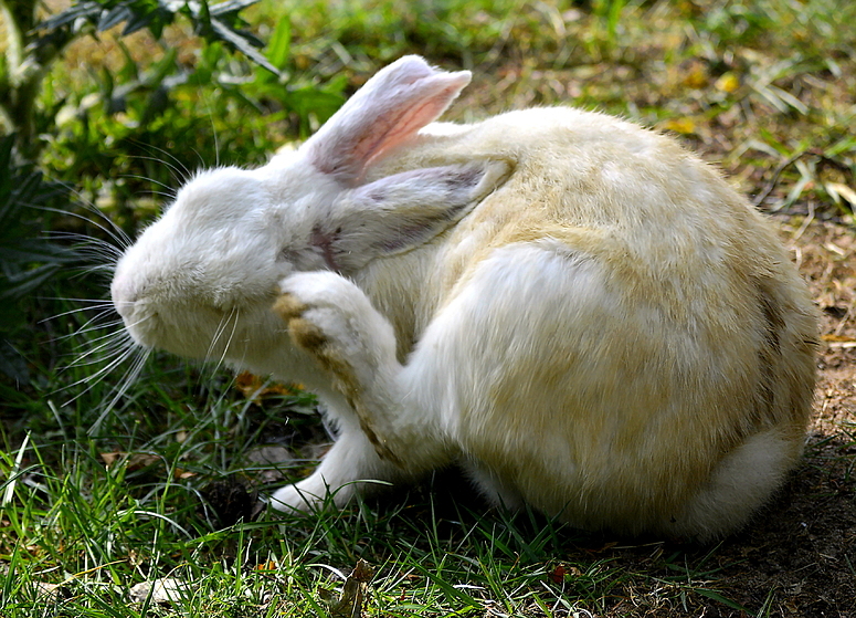 Kaninchen kratzt sich die Löffel