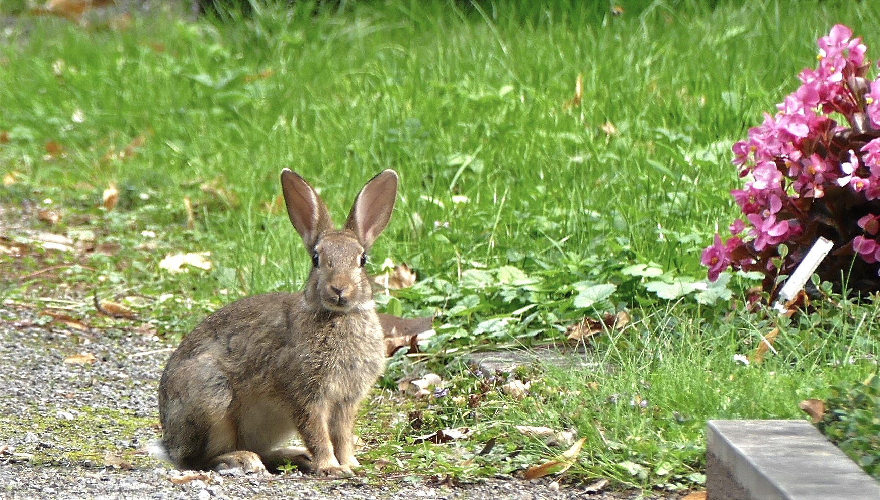 Kaninchen mag es fotografiert zu werden :-)