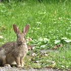 Kaninchen mag es fotografiert zu werden :-)