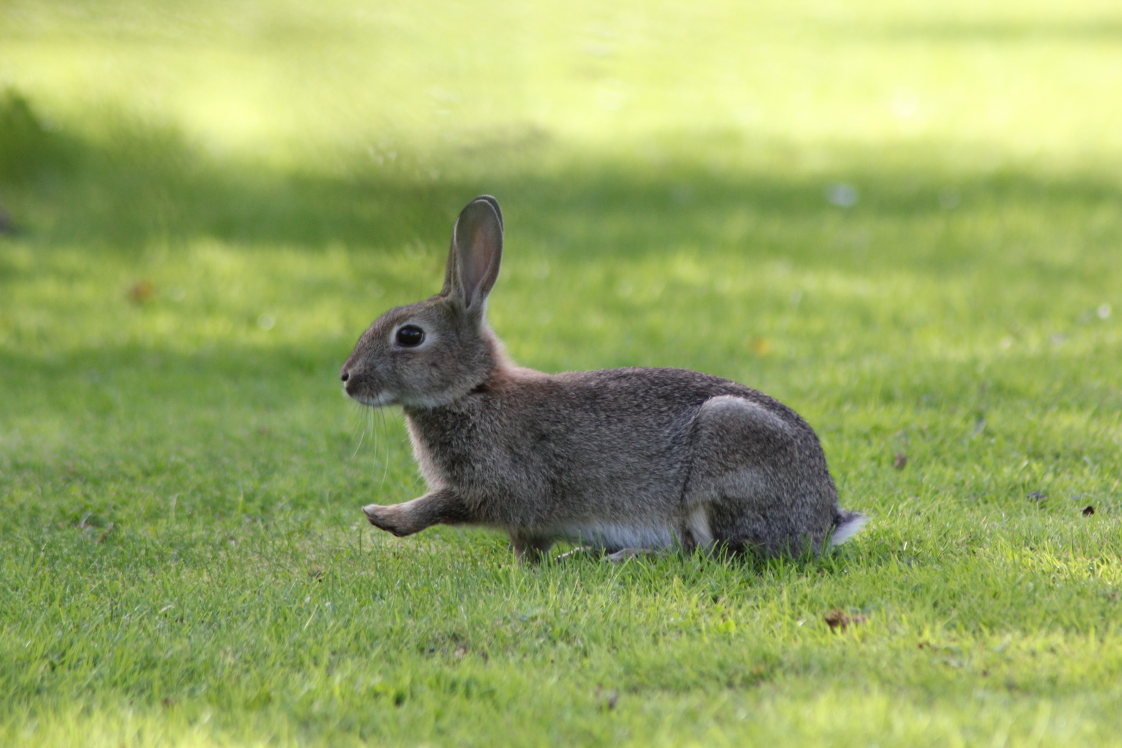 Kaninchen maschiert