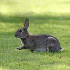 Kaninchen maschiert