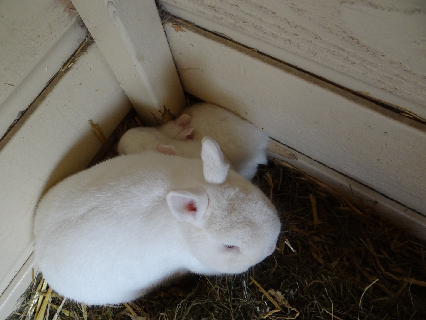 Kaninchen mit Jungen