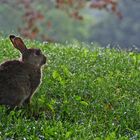 Kaninchen nach dem Regen