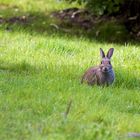 Kaninchen ohne Kilt