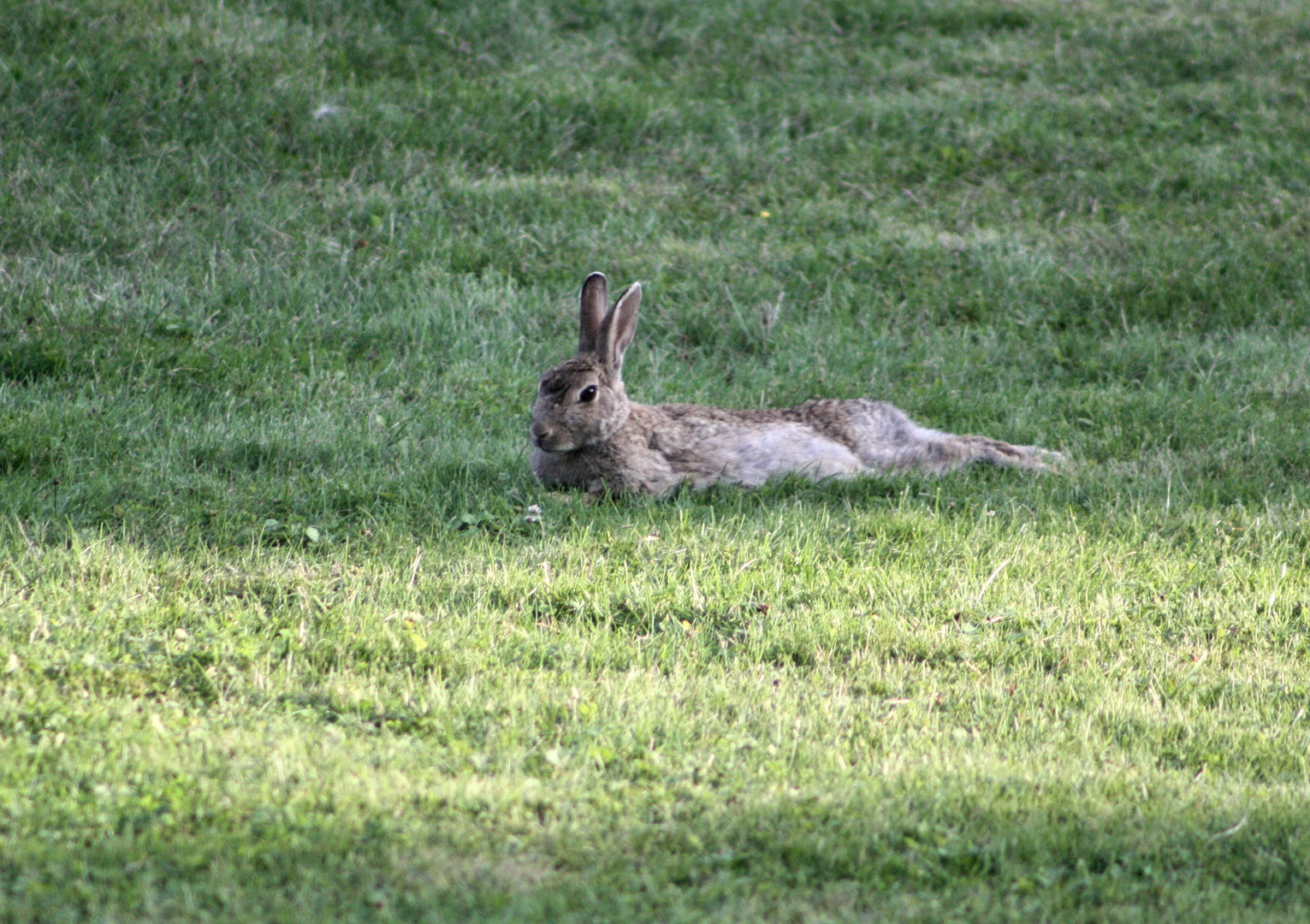 Kaninchen-Pause in Grömitz