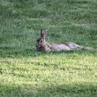 Kaninchen-Pause in Grömitz