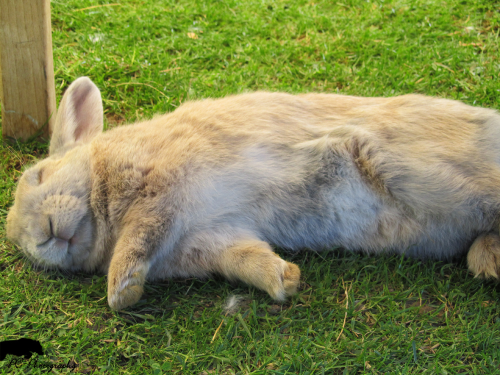 Kaninchen schläft Foto & Bild tiere, haustiere, nagetiere & kaninchen Bilder auf