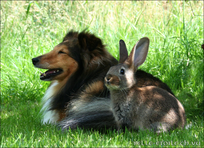 Kaninchen-Sheltie