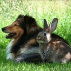 Kaninchen-Sheltie