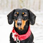 Kaninchen Teckel im Schnee