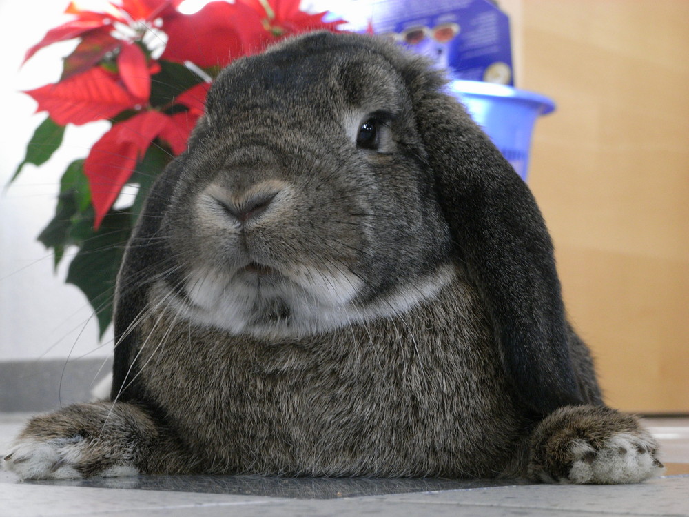 Kaninchen Teo in Pose gesetzt