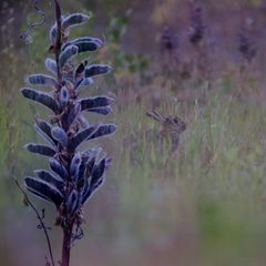 Kaninchen und Lupine