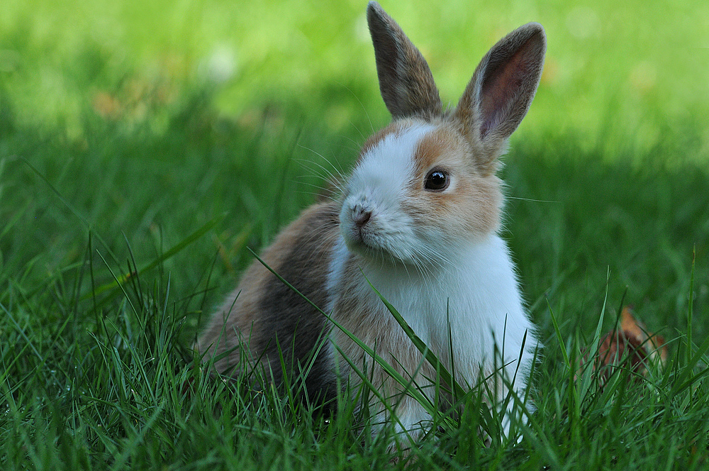 Kaninchen – viele Kaninchen 01