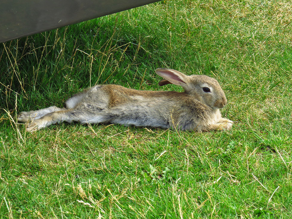 Kaninchen vor unserem Vorzelt...