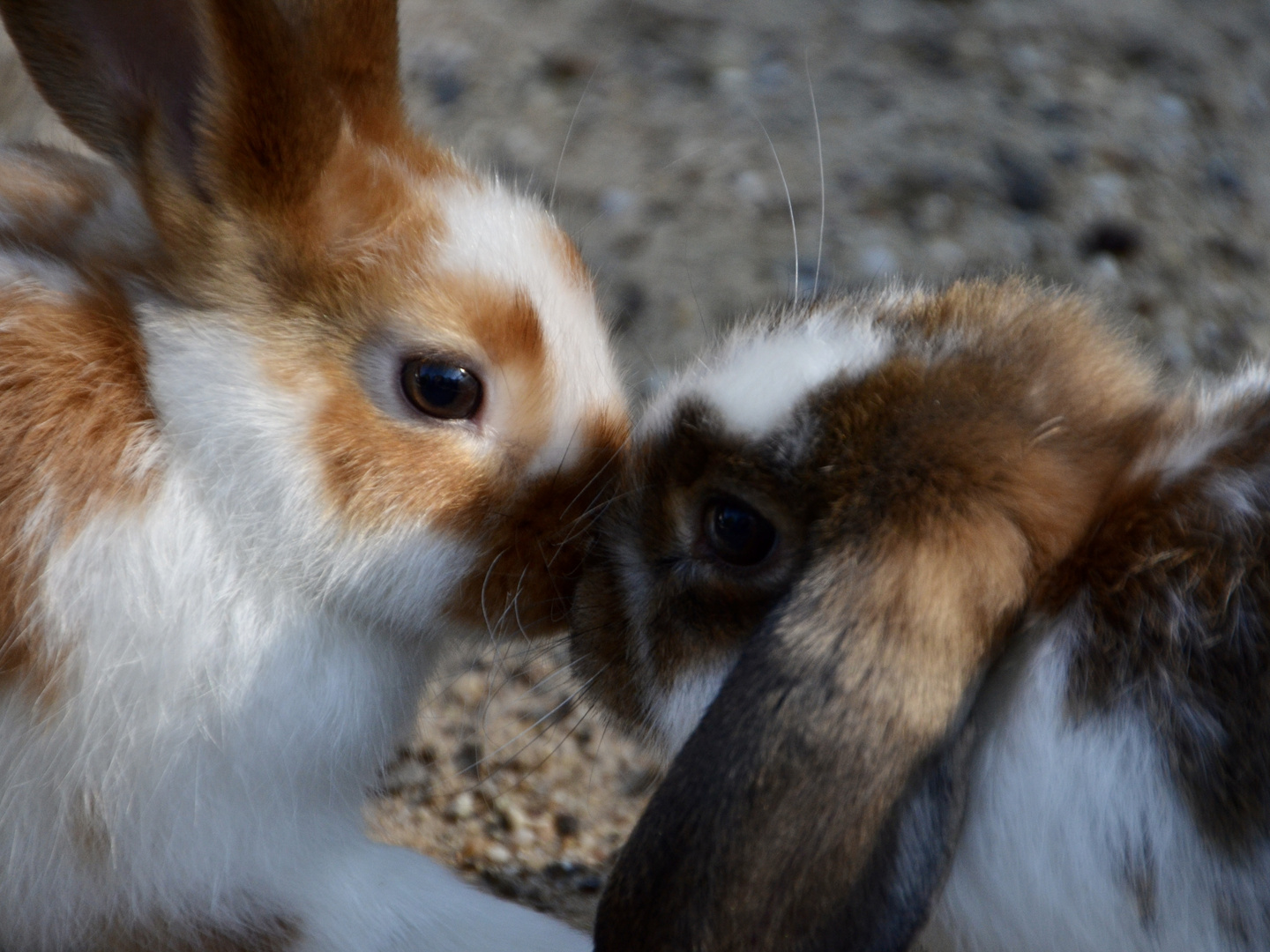 Kaninchen Zoo Rheine 