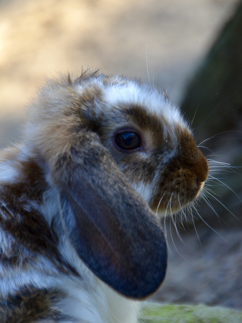 Kaninchen Zoo Rheine 