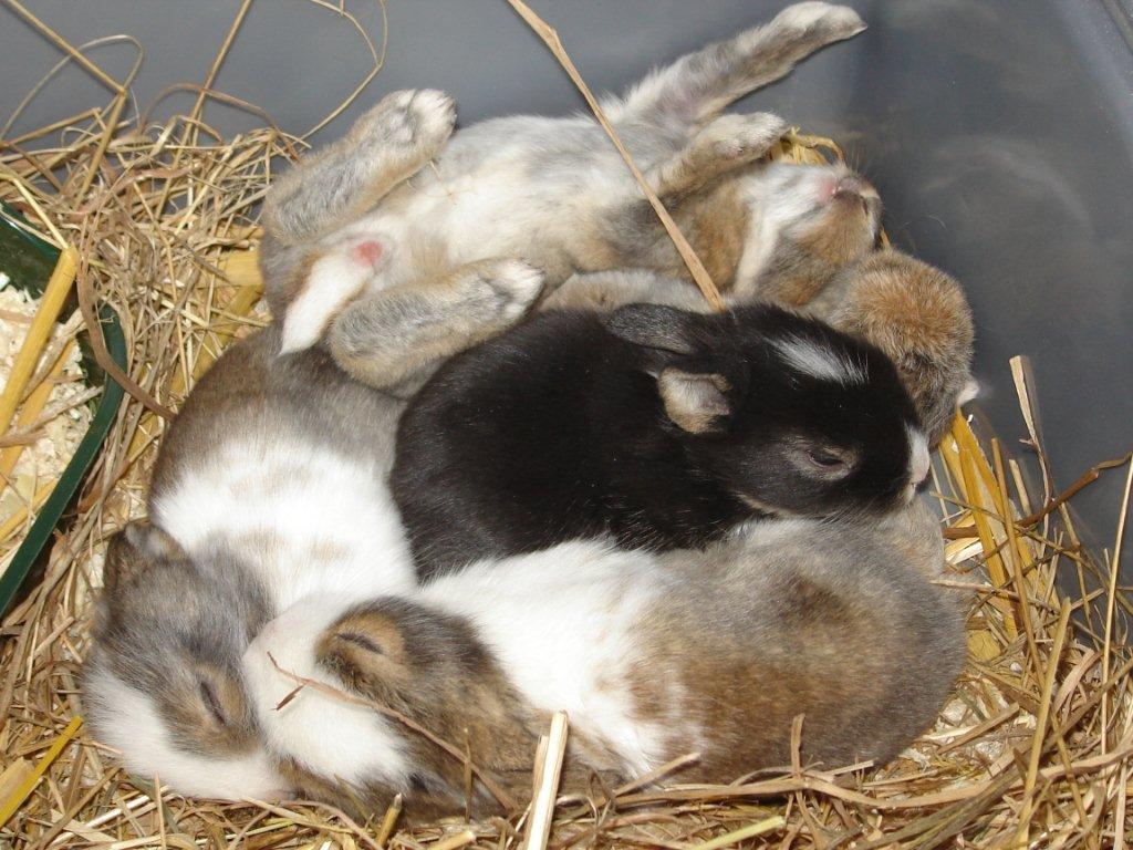 Kaninchenbabys Foto & Bild monatswettbewerbspezial, 02 februar