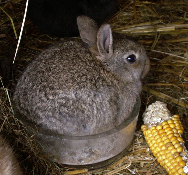Kanincheneintopf