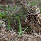 Kanincheneulen - Burrowing Owl (Athene cunicularia)