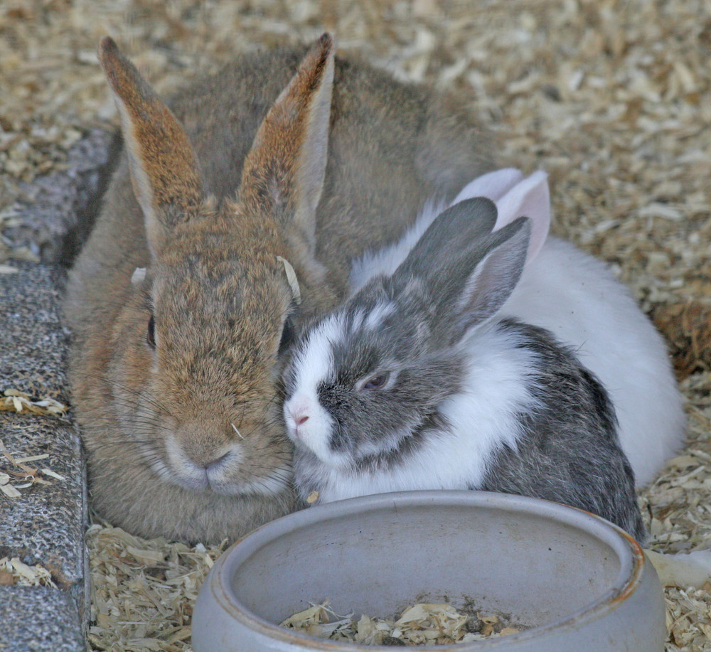 Kaninchenfamilie