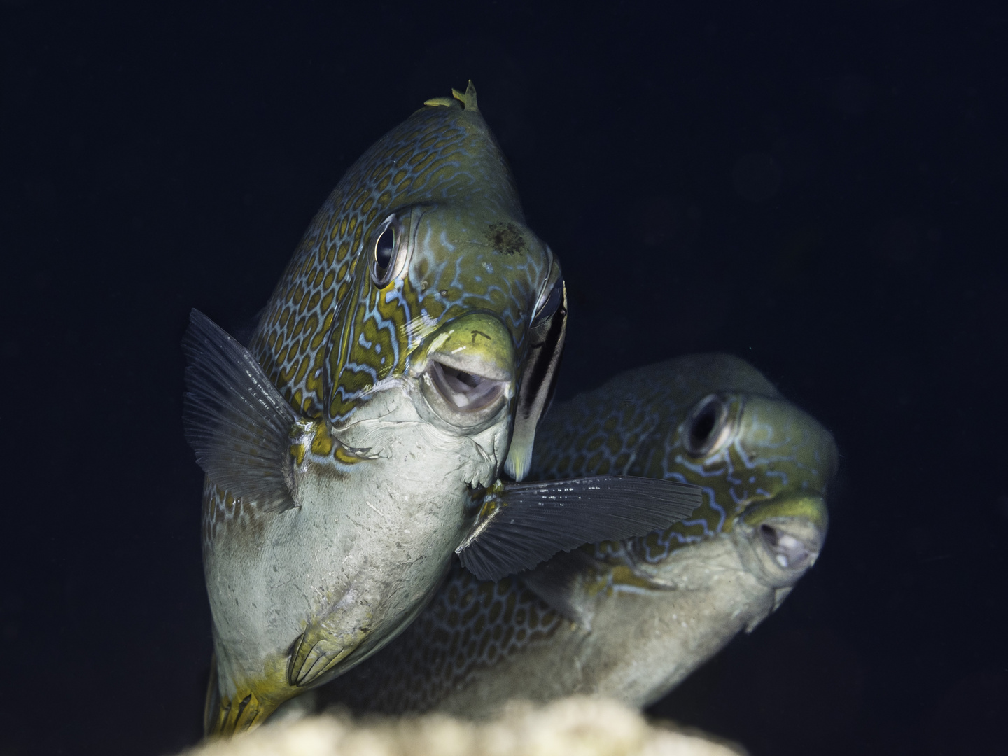 Kaninchenfische in Selayar - Südsulawesi