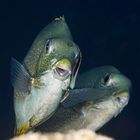 Kaninchenfische in Selayar - Südsulawesi