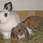 Kaninchenfreundschaft