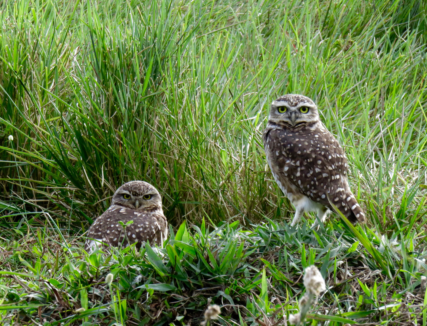 Kaninchenkäuzchen 