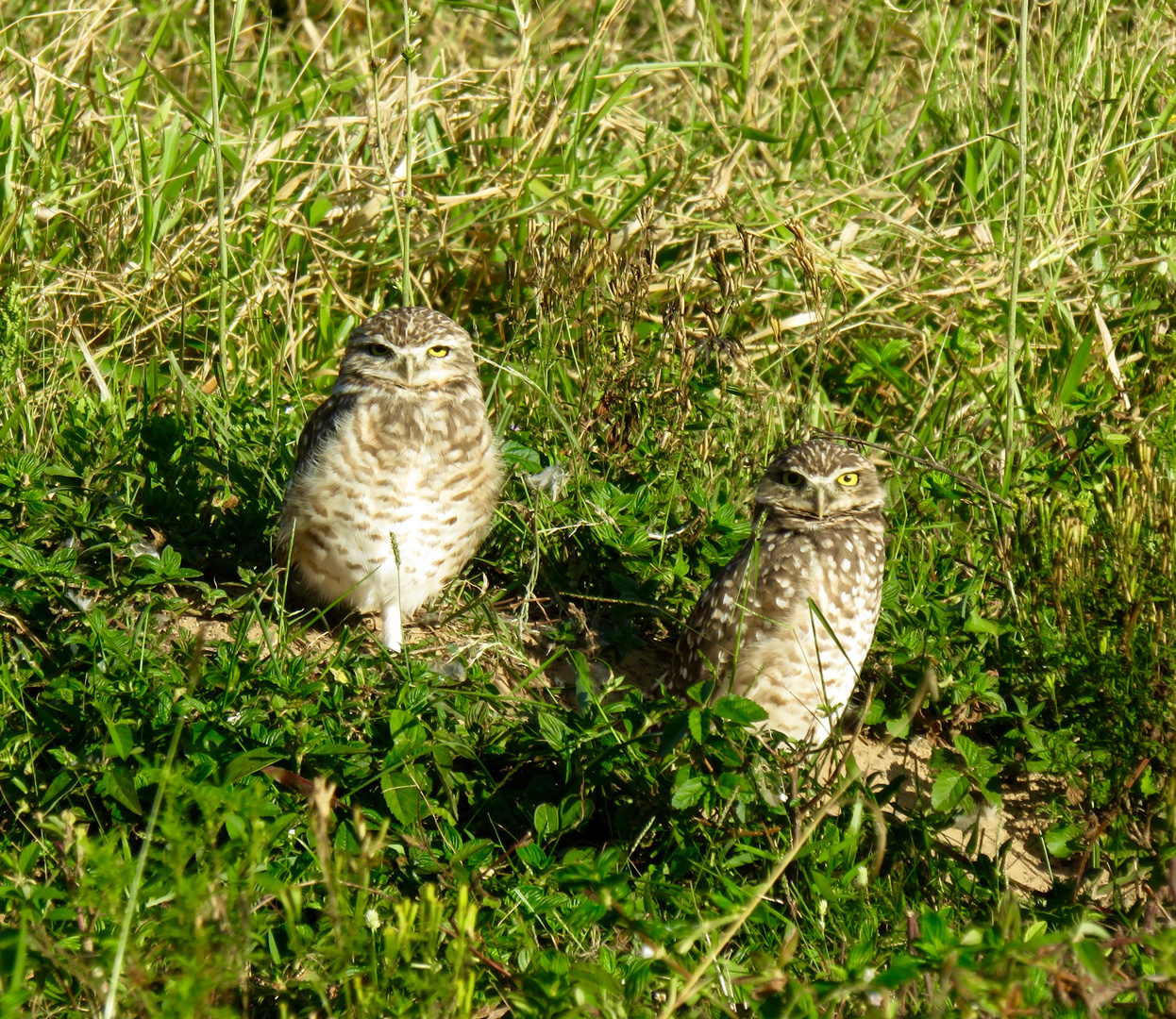 Kaninchenkäuze 