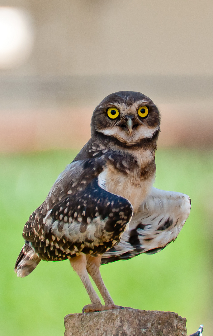 Kaninchenkauz (Athene cunicularia)