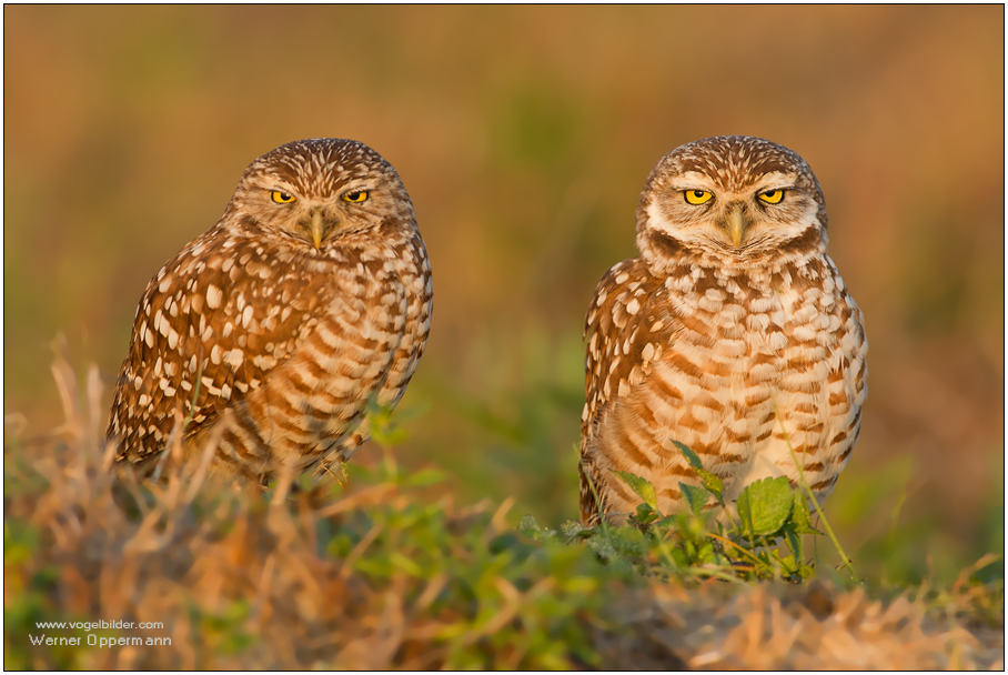 Kaninchenkauz (Athene cunicularia) Burrowing Owl