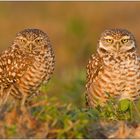 Kaninchenkauz (Athene cunicularia) Burrowing Owl