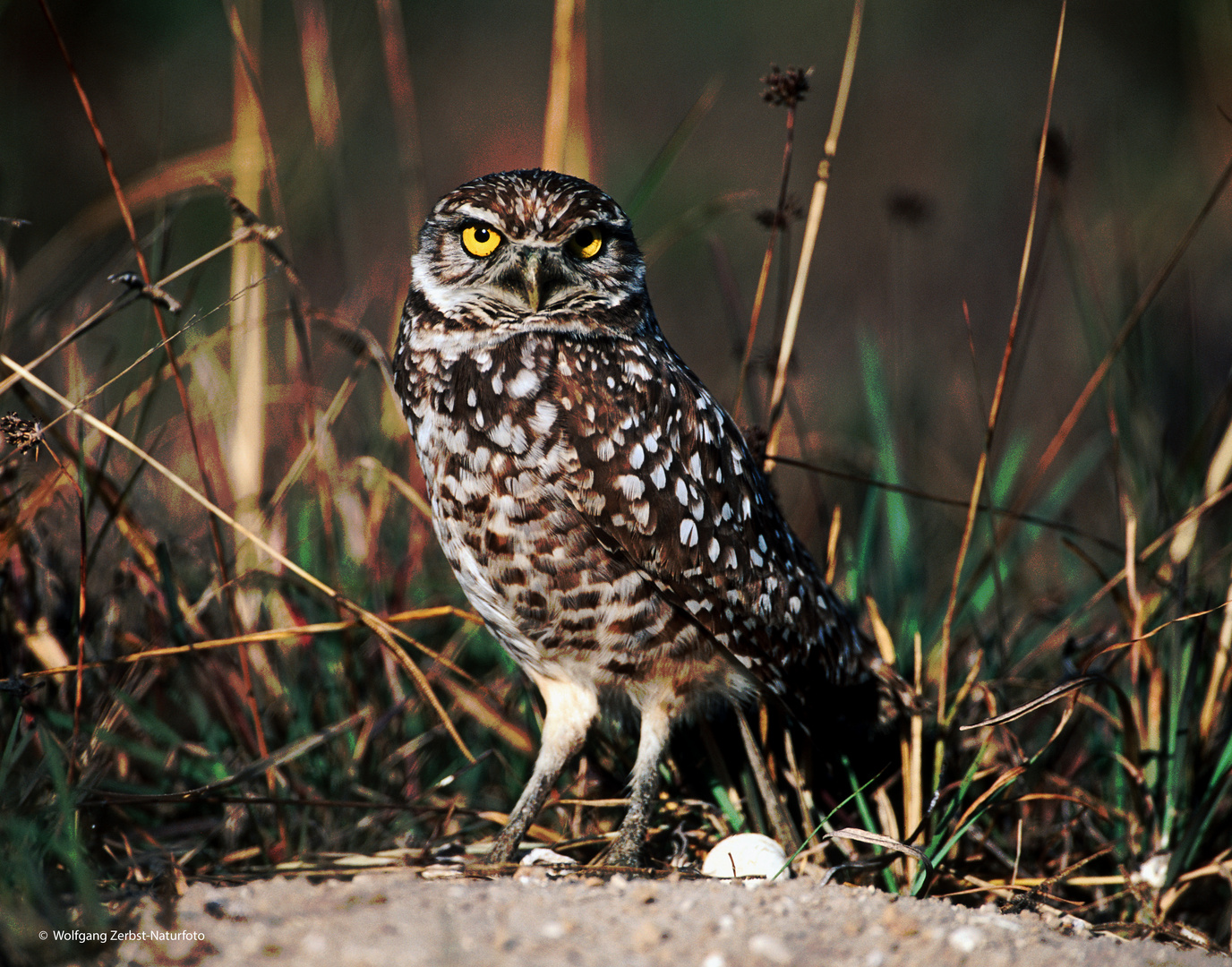 --- Kaninchenkauz ---    ( Athene cunicularia )