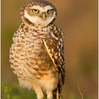 Kaninchenkauz (Athene cunicularia) ND im letzten Abendlicht