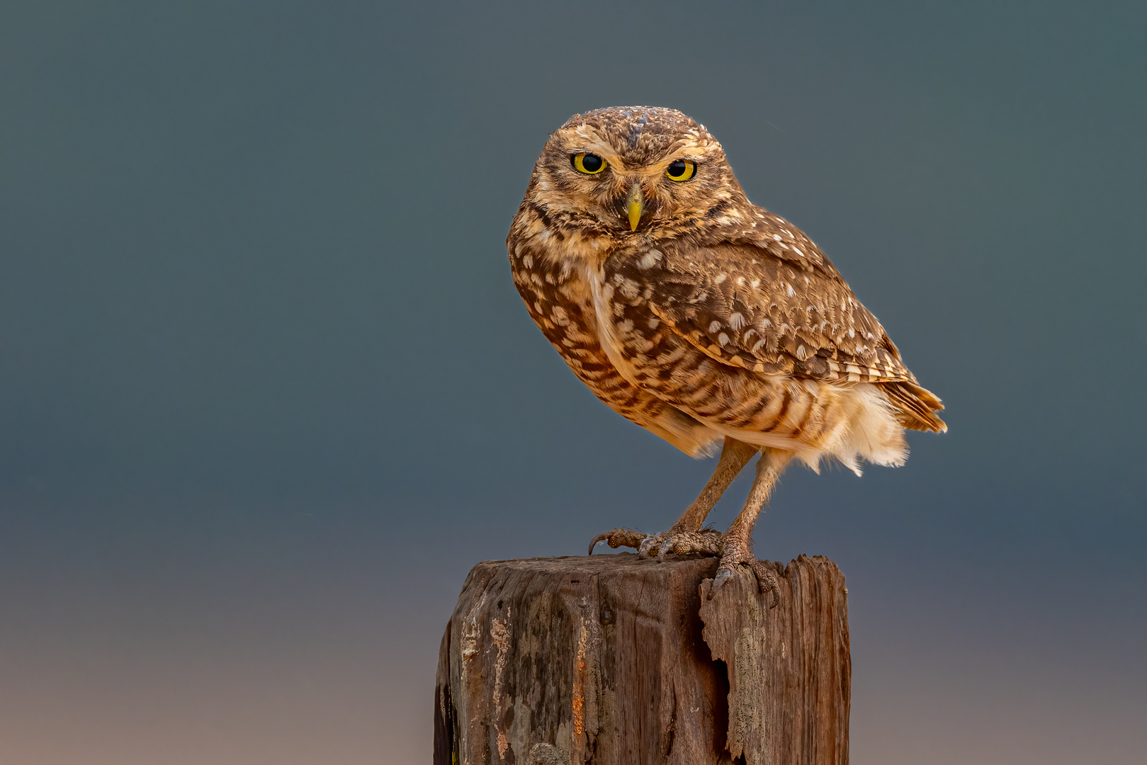 Kaninchenkauz (Burrowing owl)