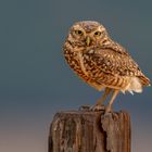 Kaninchenkauz (Burrowing owl)