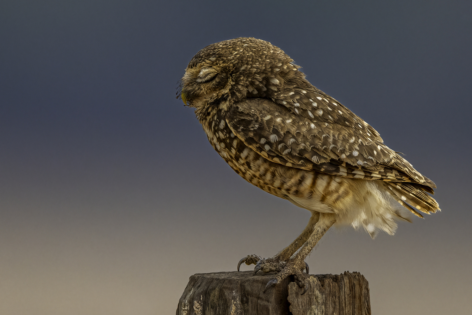 Kaninchenkauz (Burrowing owl)