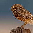 Kaninchenkauz (Burrowing owl)