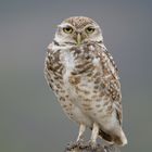 Kaninchenkauz (Burrowing Owl), Provinz Salta, Argentina