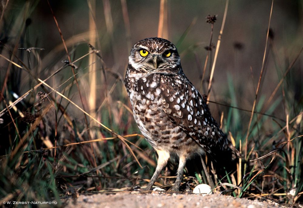 -- Kaninchenkauz oder Kanincheneule -- ( Athene cunicularia)