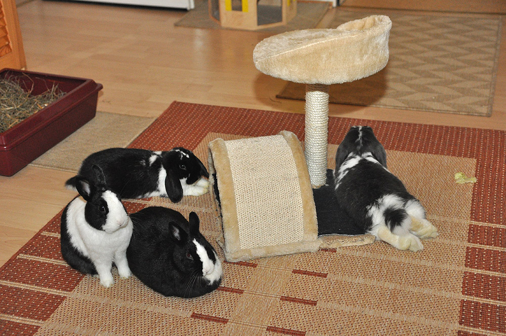 Kaninchenversammlung Teil 1