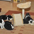 Kaninchenversammlung Teil 1