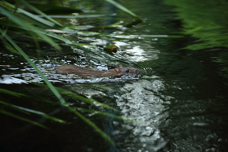 ...kann auch schwimmen und tauchen...