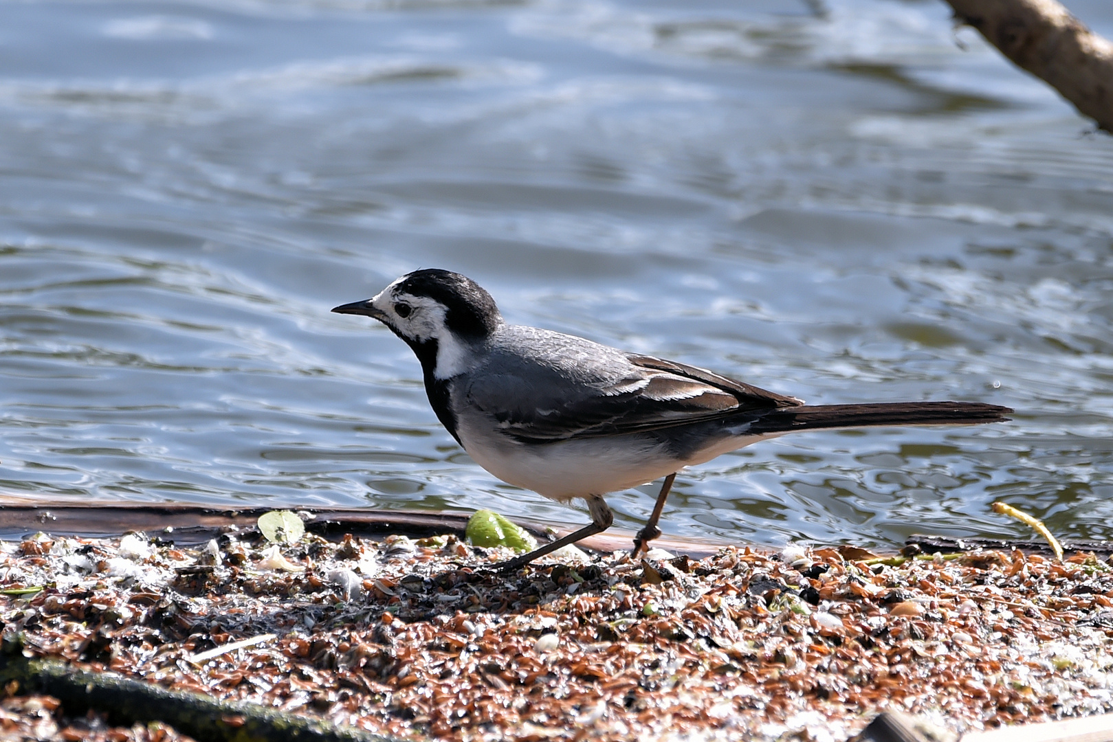 Kann auf dem Wasser laufen