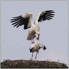 "Kann denn Liebe Sünde sein...." ( Zarah Leander)