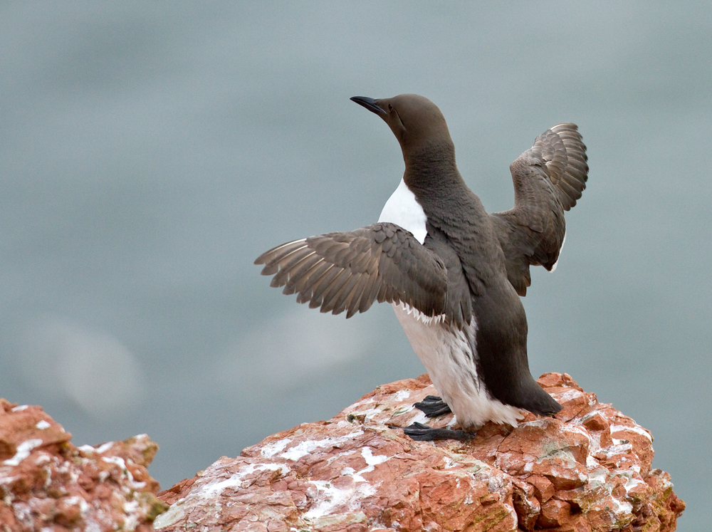 Kann dieser Pinguin fliegen ?