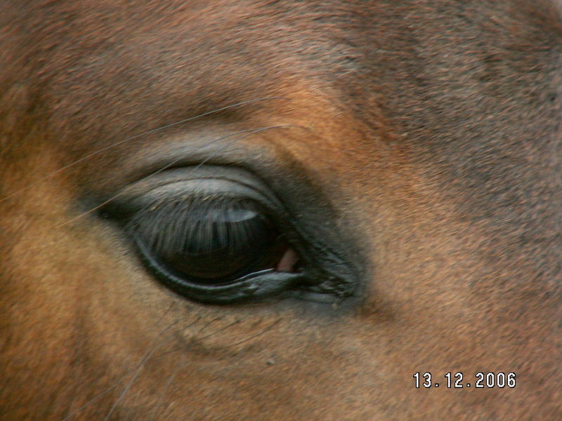 Kann dieses Auge Lügen?