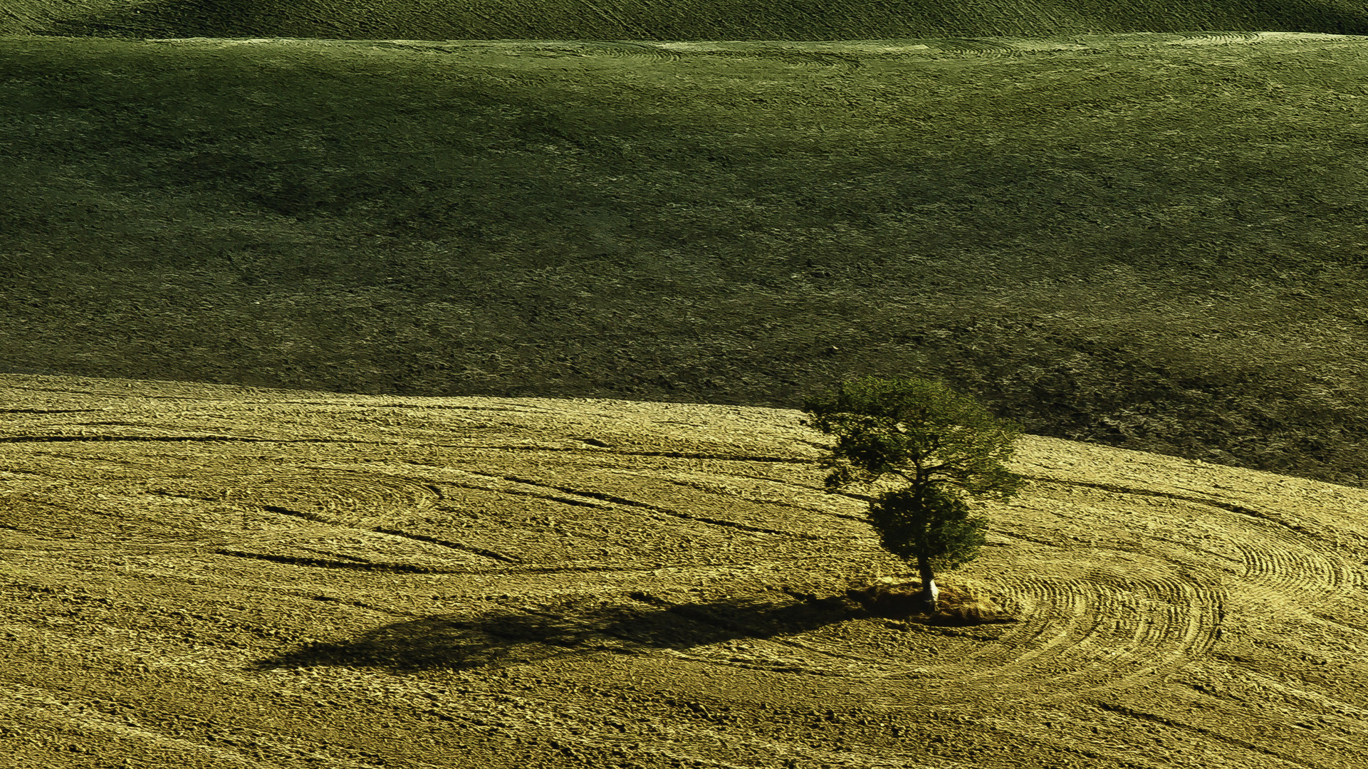 kann ein Baum auch einsam sein?